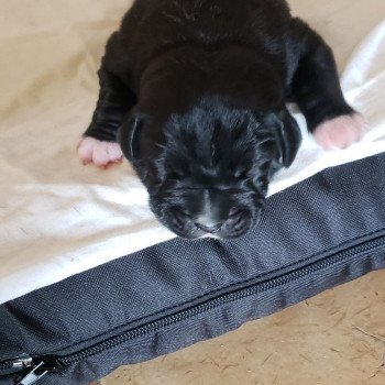 chien Cane corso sako cane corso