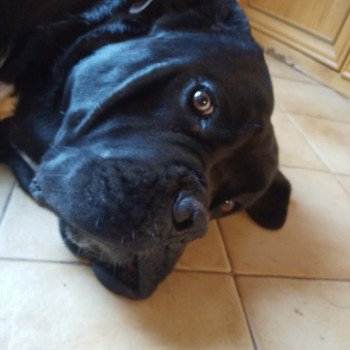 chien Cane corso sako cane corso