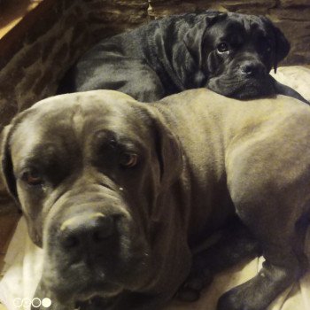 chien Cane corso sako cane corso