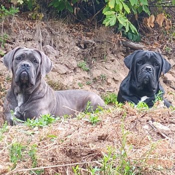 chien Cane corso sako cane corso