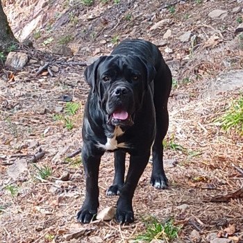 sako Mâle Cane corso