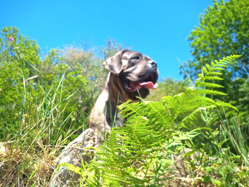 serinnha Femelle Cane corso