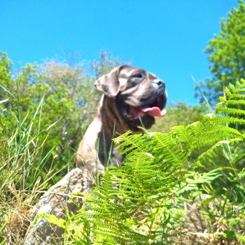 serinnha Femelle Cane corso